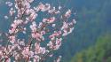 Japan cherry blossoms flowers spring (season) wallpaper