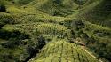 Landscapes nature fields national geographic malaysia highlands wallpaper
