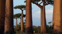 Landscapes nature trees madagascar national geographic baobab wallpaper