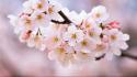 Nature cherry blossoms flowers depth of field wallpaper