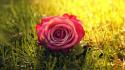 Nature flowers grass sunlight roses pink rose wallpaper