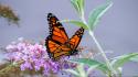 Nature flowers insects leaves butterflies wallpaper
