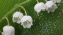 Nature flowers lily of the valley white wallpaper