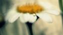 Nature flowers water drops blurred white daisies wallpaper