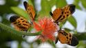 Nature insects orange flowers blurred background butterflies wallpaper