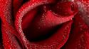 Nature red rose wallpaper