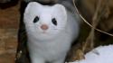 Nature snow animals national geographic weasels wallpaper