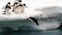 Nature snow animals penguins national geographic diving birds wallpaper