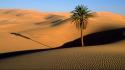 Palm trees sahara desert wallpaper
