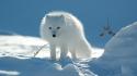 Snow animals arctic fox foxes wallpaper
