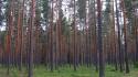 Trees forest pine wallpaper