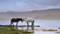 Water landscapes nature animals national geographic horses affection wallpaper