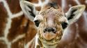 Animals amsterdam giraffes baby wallpaper