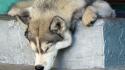 Animals dogs husky sleeping noses wallpaper