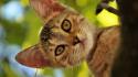 Cats animals pets lifestyle wallpaper