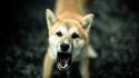 Close-up animals dogs angry shiba inu blurred background wallpaper
