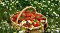 Flowers fruits grass strawberries baskets wallpaper
