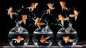 Happy fish goldfish black background bowls wallpaper