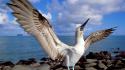 Islands blue-footed boobies ecuador galapagos birds wallpaper