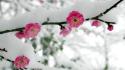 Japan snow cherry blossoms flowers pink wallpaper