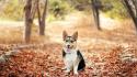 Nature trees animals dogs corgi fallen leaves autumn wallpaper
