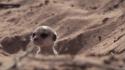 Sand baby animals meerkats wallpaper
