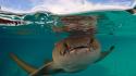 Sharks nurse life aquatic underwater waterscapes split-view wallpaper
