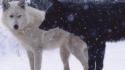 Snow wolves wallpaper