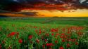 Sunset landscapes fields poppies wallpaper