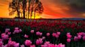 Sunset landscapes trees flowers tulips wallpaper