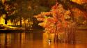 Water nature ducks romania autumn wallpaper