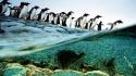 Water ocean beach rocks penguins wallpaper