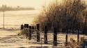 Winter snow trees cover protection wallpaper