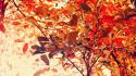 Autumn (season) fire leaves ink red leaf wallpaper
