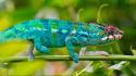 Blue chameleon lizard wallpaper