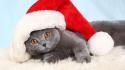 Cats animals christmas british shorthair wallpaper