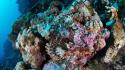 Fish underwater coral reef alexander semenov sea wallpaper