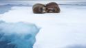 Ice animals norway sleeping walrus wallpaper