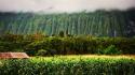Landscapes nature trees fields hawaii mist wallpaper