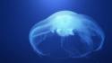 Medusa jellyfish sea life wallpaper