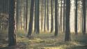 Nature trees trunks pine timber wallpaper