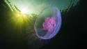 Ocean nature sun jellyfish underwater alexander semenov sea wallpaper