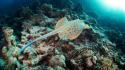 Reef manta ray seascape alexander semenov sea wallpaper