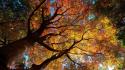 Trees autumn (season) wallpaper
