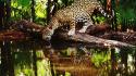 Water jungle animals reflections jaguars palm leaves wallpaper