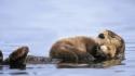 Animals alaska otters gulf baby sea wallpaper
