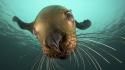 Animals cgi british columbia sea lions underwater view wallpaper