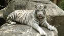 Animals tigers siberian tiger wallpaper