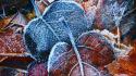 Autumn (season) leaves frost wallpaper