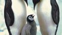 Birds penguins emperor baby wallpaper